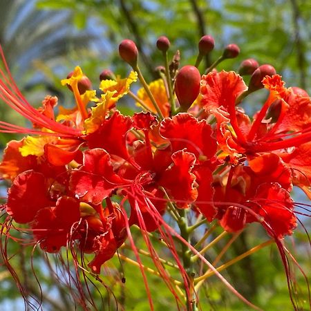 La Casita De Matilda, 1A Lägenhet Las Palmas de Gran Canaria Exteriör bild